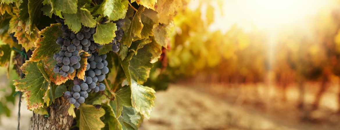 Messina Hof