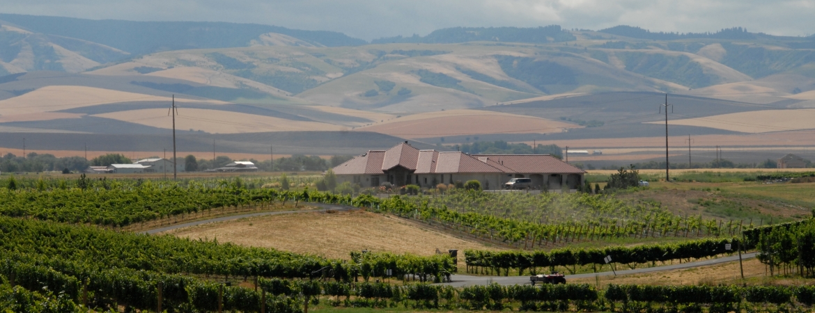 Girasol Vineyard