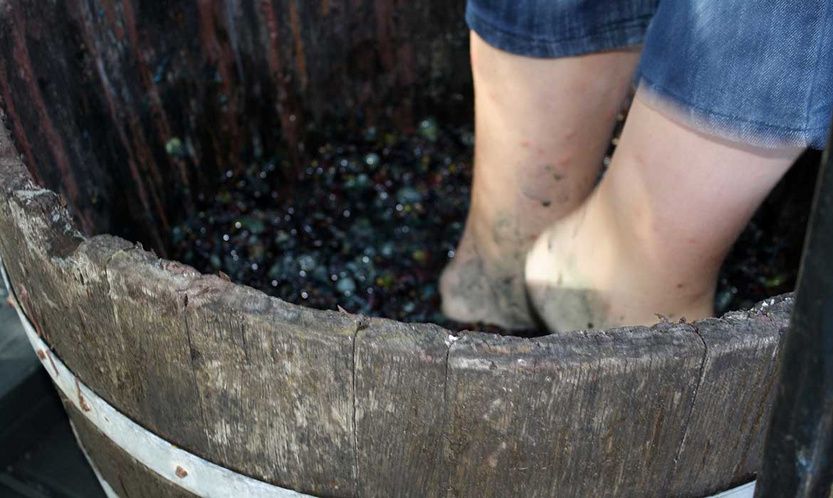 Grape Stomping, Sonoma County Harvest Fair