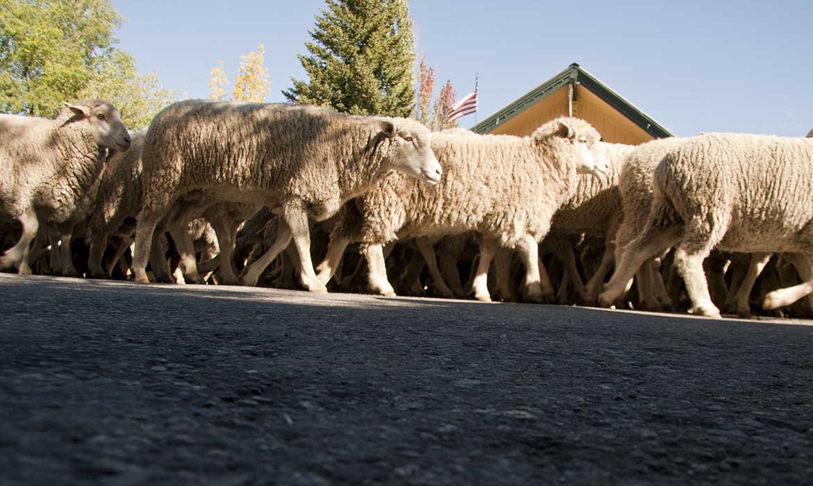 Trailing of the Sheep, Sun Valley, Idaho