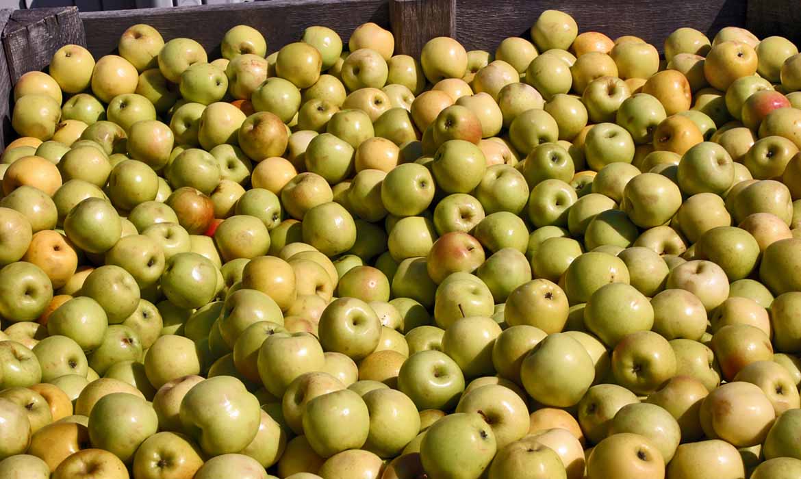 National Apple Harvest Festival